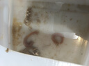 爺爺?shù)霓r(nóng)場有機(jī)核桃油食用油110ml 涼拌佐餐控量寶寶輔食油 適用嬰幼兒的油 曬單實拍圖