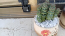 兩腿跑多肉植物帶盆小老樁多頭精品多肉紅寶石桃蛋烏木盆栽花卉帶盆栽好 吉娃娃(2-3頭) 塑料盆栽好發(fā)貨 曬單實(shí)拍圖