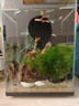 畫(huà)法幾何魚(yú)缸造景小型魚(yú)缸米家智能桌面魚(yú)缸專(zhuān)用沉木造景套餐 魚(yú)缸裝飾 蕨類(lèi)沉木造景+底砂套餐 曬單實(shí)拍圖