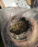 蘇阿哥【節日茶禮】2025新茶安溪鐵觀(guān)音茶葉 春秋茶正味清香型 蘭花香 1A【500克】木桶裝（配手提袋） 曬單實(shí)拍圖