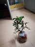 意軒火棘苗 火棘樹苗火棘沙棘盆景盆栽樹樁觀果植物陽(yáng) 3年苗(當(dāng)年結(jié)果帶土球發(fā)) 曬單實(shí)拍圖