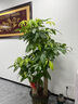 左點(diǎn)zdeer 骨傳導(dǎo)助聽器 防丟老年人輕中重度耳聾耳背 ZD-TJGD202 曬單實(shí)拍圖