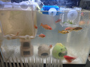 森森超白玻璃魚缸一體缸自循環(huán)免安裝XHE-480(黑) 曬單實(shí)拍圖
