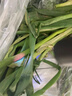 德國品牌紫光燈鑒定蔬菜檢藍(lán)礬藍(lán)光波爾多液熒光劑紫外線農(nóng)藥殘留 【旗艦款】20W高光 蔬菜高效檢測-USB充電 曬單實(shí)拍圖