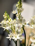 花與千尋鮮花速遞清明節(jié)菊花喪禮鮮花祭奠祭祀追悼全國(guó)同城配送花店送花 【懷念】11朵菊花花束 曬單實(shí)拍圖