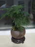 貴秘書【精品】文竹盆栽植物室內(nèi)凈化空氣辦公室綠植花卉盆栽盆景小盆栽 老樁翠綠文竹+綠磨砂盆+青苔+圓底座 曬單實拍圖