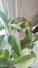 桂花樹苗桂花苗盆栽金桂四季桂室內外濃香型陽臺花卉綠植庭院盆景 四季沉香四季開花濃香 3年苗當年開花 曬單實拍圖