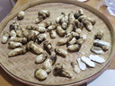 相遇紅顏香格里拉松茸菌未開傘新鮮松茸鮮菌菇空運(yùn)快至24小時達(dá)團(tuán)購送禮 出口標(biāo)準(zhǔn)未開傘5-7cm凈重510g 曬單實拍圖