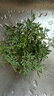 蕓香草臭草植物賊仔草盆栽室外陽臺菜園四季花苗臭艾驅(qū)蚊驅(qū)蛇食用 蕓香草小顆 不帶盆 曬單實拍圖
