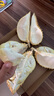 雀巢健康科學(xué)肽敏舒 含乳糖 乳蛋白深度水解配方粉 0-12月適用 正品保證 400g 曬單實(shí)拍圖