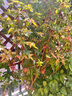紅楓樹苗三季紅楓苗中國紅楓紅舞姬紅楓樹苗嫁接紅楓苗庭院盆栽景觀樹 3公分粗（品種備注） 曬單實(shí)拍圖
