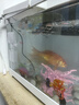 寵小島混養(yǎng)缸魚缸烏龜缸飼養(yǎng)缸魚龜混養(yǎng)生態(tài)一體缸過濾制氧懶人新手魚缸 京倉發(fā)貨【奢華款】白色+燈+過濾+造景+抽水 中號(38.8x21.5x21.2cm) 曬單實拍圖