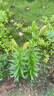 百合花種球香水百合四季開(kāi)花好養(yǎng)活花卉植物室內(nèi)外花苗盆栽花種子 混搭自選5個(gè)球包活 曬單實(shí)拍圖