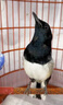 四喜鳥食飼料提性壯膘收身大唱促鳴亮羽黑白四喜長尾打斗鳥糧 400ml 1瓶 [谷子糧】 曬單實拍圖