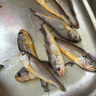 5斤小黃花魚(yú)海魚(yú)去頭小黃魚(yú)新鮮鮮活冷凍整箱香酥魚(yú) 10條/斤s5斤裝 曬單實(shí)拍圖