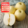 京鮮生 長城河北老樹皇冠梨 凈重5斤 單果250g+ 生鮮水果禮盒 曬單實拍圖
