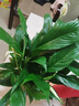 水培白掌一帆風(fēng)順盆栽帶花室內(nèi)客廳植物四季常青好養(yǎng)活新家綠植 A級(jí)白掌+繁星吸水盆 曬單實(shí)拍圖
