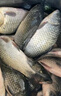 正品過江風鳳釣魚餌料自帶誘魚劑手竿釣餌野釣臺釣專用鯽鯉魚餌料 3包-加強版【特惠裝】更便宜 曬單實拍圖