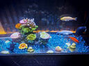 錦鯉魚活體觀賞魚活魚小型易養(yǎng)冷水淡水魚小魚苗錦鯉金魚好看錦鯉 6-8cm 六色錦鯉套餐6條 曬單實(shí)拍圖