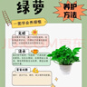 綠蘿盆栽室內(nèi)客廳綠植花卉 家用凈化空氣綠籮植物吸除甲醛吊蘭 高20CM【原盆+托盤】2盆+2肥 曬單實(shí)拍圖