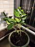 種花迷四季香妃茶花盆栽帶花苞濃香型庭院室內好養五色赤丹樹(shù)苗花卉植物 香妃茶 2年苗 曬單實(shí)拍圖