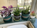 綠有意滿天星盆栽四季開(kāi)花室內(nèi)客廳帶盆栽好養(yǎng)帶花苞發(fā)貨觀花植物常綠 滿天星【2盆】原盆原土 含盆 曬單實(shí)拍圖