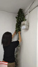 匠心綻放西瓜葉仿真綠植藤條藤葉空調(diào)綠葉假樹葉裝飾水管道遮擋5條裝20191 曬單實(shí)拍圖