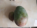 【新鮮上市】正宗攀枝花凱特芒果新鮮水果 帶箱2斤200g+ 曬單實(shí)拍圖