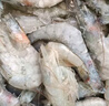鯨口大開【青島蝦】超大蝦新鮮大蝦冷凍鮮活青島大蝦批發(fā)整箱基圍蝦青蝦 15-17厘米鮮蝦速凍 3斤(凈重) 曬單實拍圖