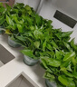 雙盟綠蘿盆栽除甲醛花卉綠植辦公室新房?jī)艋諝?80加侖4盆裝源頭直發(fā) 曬單實(shí)拍圖