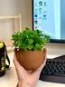 雙盟精選薄荷綠植盆栽早安盆辦公室內(nèi)桌面好養(yǎng)驅(qū)蚊提神源頭直發(fā) 曬單實(shí)拍圖
