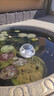太陽(yáng)能漂浮燈花園水池泳池魚塘裝飾燈池塘公園湖泊水池三色水漂燈 太陽(yáng)能水漂燈【三模式】1個(gè)裝 曬單實(shí)拍圖