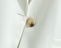 ANED白色小西裝外套女夏季薄款仿醋酸防曬空調(diào)衫七分袖仿絲修身西服 白色 L 90-110斤 曬單實拍圖
