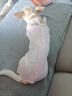 MIKI PAD狗狗衣服春夏季薄款包護(hù)肚衣絕育服術(shù)后防舔貓咪衣服透氣防掉毛 背心護(hù)肚衣-粉色#可做絕育服 XS 胸圍30背長(zhǎng)20（建議2-3斤） 曬單實(shí)拍圖