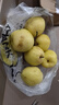 河北冰糖雪梨9斤當季新鮮時令孕婦水果雪花梨子脆甜大果產(chǎn)地整箱 精選大果5斤裝 曬單實拍圖