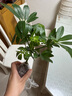 水培富貴椰子盆栽綠植鴨腳木室內(nèi)植物新家吸甲醛綠蘿好養(yǎng)活裸苗 鴨腳木1株（裸苗） 曬單實(shí)拍圖