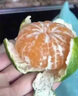 庾豐湖北秭歸臍橙 新鮮水果 孕婦整箱橙子手剝甜橙團購生鮮榨汁夏橙 5斤（凈果4.5斤）單果65mm+ 曬單實拍圖