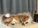 babycare&bctoys兒童毛絨玩具狗電子哈基米寵物玩偶節(jié)日生日禮物西高地犬 曬單實拍圖
