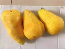 甘肅天水太婆梨香蕉梨當(dāng)季水果新鮮大頭梨茄梨現(xiàn)摘現(xiàn)發(fā)軟糯10斤 5斤 曬單實(shí)拍圖