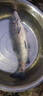 猛攻突擊鰱三代魚(yú)竿手竿釣魚(yú)竿大物竿鰱鳙超輕硬5H鰱鳙桿7.5m 曬單實(shí)拍圖