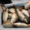 東強釣魚小藥誘魚劑通殺野釣黑坑鯽魚鯉魚草魚青魚餌料窩料開口劑大全 通殺款【小藥誘魚劑】送2贈品 曬單實拍圖