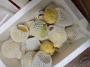 京覓 福建黃金百香果欽蜜9號(hào) 新鮮水果生鮮 3斤(單果60-70g) 源頭直發(fā) 曬單實(shí)拍圖