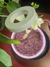 瑜方植物補(bǔ)光燈全光譜LED植物生長燈防太陽天使環(huán)多肉補(bǔ)光燈家用種植 6W定時調(diào)節(jié)【透明底座】 曬單實拍圖
