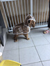 曇蓓漫狗狗雨衣中小型犬雨披柴犬柯基泰迪雨衣寵物用品可栓繩下雨天遛狗 【斗篷式狗狗雨衣-透明白邊】 XL 丨建議15-22斤 EVA材質(zhì)/健康防水/透氣舒適 曬單實(shí)拍圖