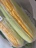 鮮毛豆500g 曬單實拍圖