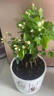 意軒帶花苞 茉莉花苗白茉莉盆栽重瓣茉莉苗綠植花卉室內(nèi)盆栽花卉盆栽 白茉莉【帶花苞】 2年苗 曬單實拍圖