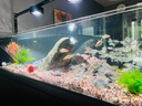 貝森原生極窄側(cè)溢流溪流缸底濾魚缸大缸家用客廳超白玻璃魚缸包安裝 【筒燈款】150*50*40cm+滿配濾材+筒燈 曬單實(shí)拍圖
