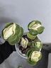 OEMG金錢木盆栽招財植物多肉老樁室內(nèi)客廳辦公室桌面四季好養(yǎng)綠植花卉 玉錦金錢木3-5枝頭+原生塑料盆 招財植物 15天包活 曬單實拍圖