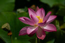 松下70-300mm 全畫幅微單相機(jī)遠(yuǎn)攝變焦鏡頭（Panasonic） (S-R70300）L卡口 風(fēng)光 運(yùn)動 體育 旅行 曬單實(shí)拍圖