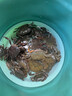 海陸豐敞口式折疊抬網(wǎng)捕魚網(wǎng)蝦網(wǎng)龍蝦網(wǎng)漁網(wǎng)搬網(wǎng) 口徑100厘米底徑80（10包餌料） 曬單實(shí)拍圖